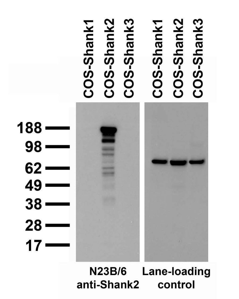 Transfected cell immunoblot: extracts of COS-1 cells transiently transfected with Shank1, Shank2 or Shank3 plasmids and probed with N23B/6 TC supe (left panel) or a monoclonal lane loading control (right panel).