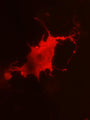 Transfected cell immuno- fluorescence showing unpermeabilized COS-1 cells expressing ADAM22.