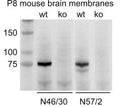 Immunoblot versus membranes from postnatal day 8 wild-type (wt) and ADAM22-knockout (ko) mice and probed with N46/30 (left) and N57/2 (right). Data courtesy of Dies Meijer, Erasmus University Rotterdam.