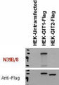 Immunoblot versus lysates of HEK293T cells untransfected and transfected with Flag-tagged GIT1 and GIT2 plasmids and probed with N39B/8 (top) and anti-Flag (bottom) antibodies. Data courtesy of Eun-Kyoung Hahm, Jaewon Ko, and Eunjoon Kim, Korea Advanced Institute of Science and Technology.