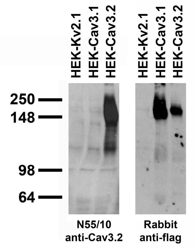 Stable cell immunoblot: extracts of HEK cells stably-expressing Flag-tagged Cav3.2, Cav3.1 or untagged Kv2.1 plasmid and probed with N55/10 TC supe (left) or Rabbit anti-Flag (right).