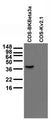 Immunoblot versus lysates of COS cells transiently transfected with BKBeta3a or Kv2.1 plasmids, probed with N40B/18 TC supe.