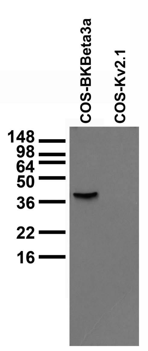 Immunoblot versus lysates of COS cells transiently transfected with BKBeta3a or Kv2.1 plasmids, probed with N40B/18 TC supe.
