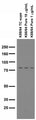 Immunoblot on adult rat brain membranes.