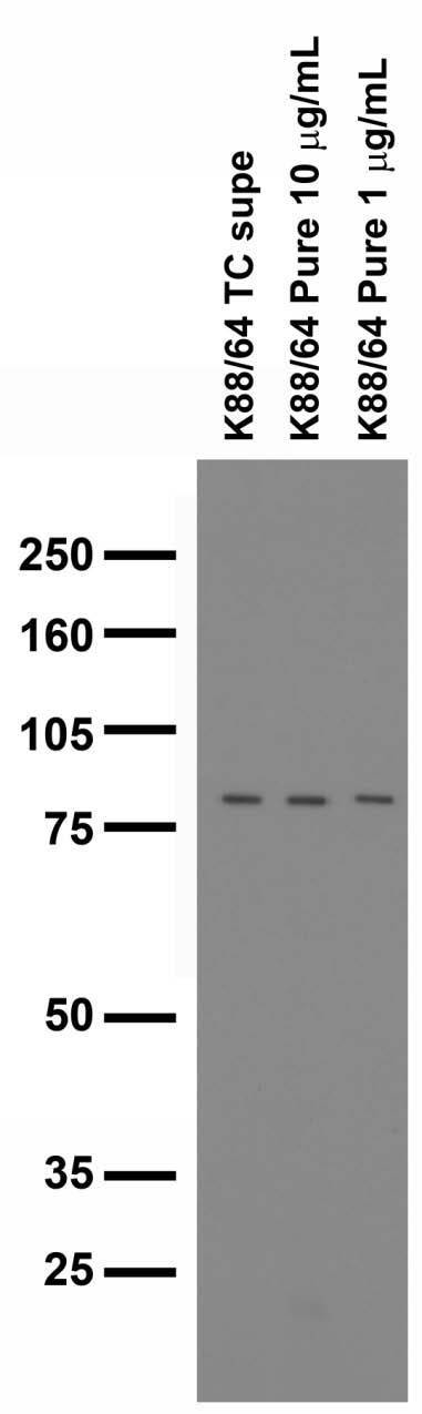 Immunoblot on adult rat brain membranes.