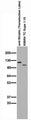Immunoblot on adult rat brain membranes in comparison with commercial anti-Striatin antibody.