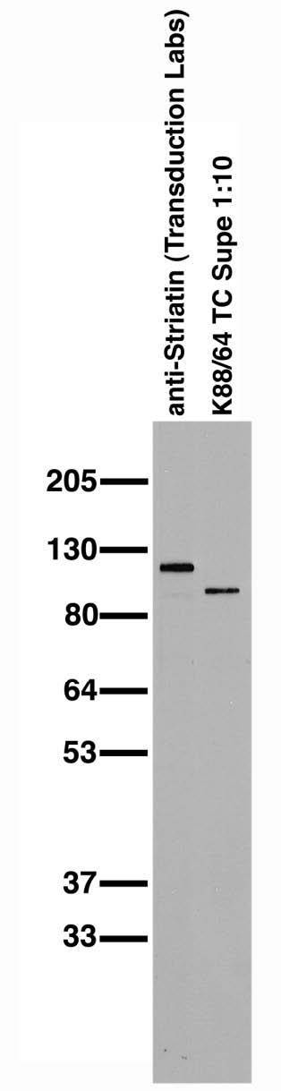 Immunoblot on adult rat brain membranes in comparison with commercial anti-Striatin antibody.
