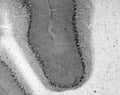Adult rat cerebellum immunohistochemistry.