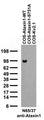 Transfected cell immunoblot: extracts of COS-1 cells transfected with Ataxin- 1-WT, Ataxin-1-S751A or Kv2.1 plasmid and probed with N65/37 TC supe.