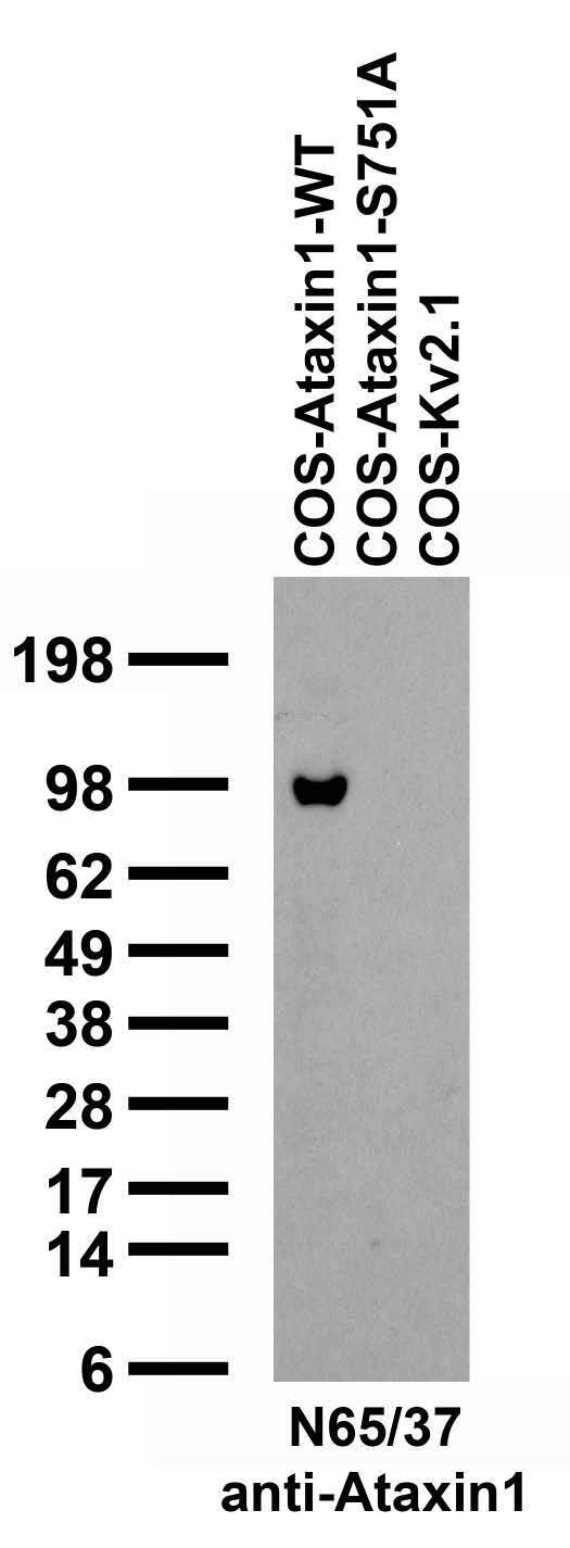 Transfected cell immunoblot: extracts of COS-1 cells transfected with Ataxin- 1-WT, Ataxin-1-S751A or Kv2.1 plasmid and probed with N65/37 TC supe.