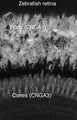 Zebrafish retina immunohistochemistry. Data courtesy of Diane Henry-Vanisko and Gary Matthews.