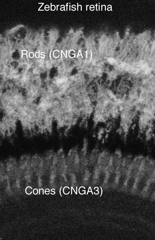 Zebrafish retina immunohistochemistry. Data courtesy of Diane Henry-Vanisko and Gary Matthews.