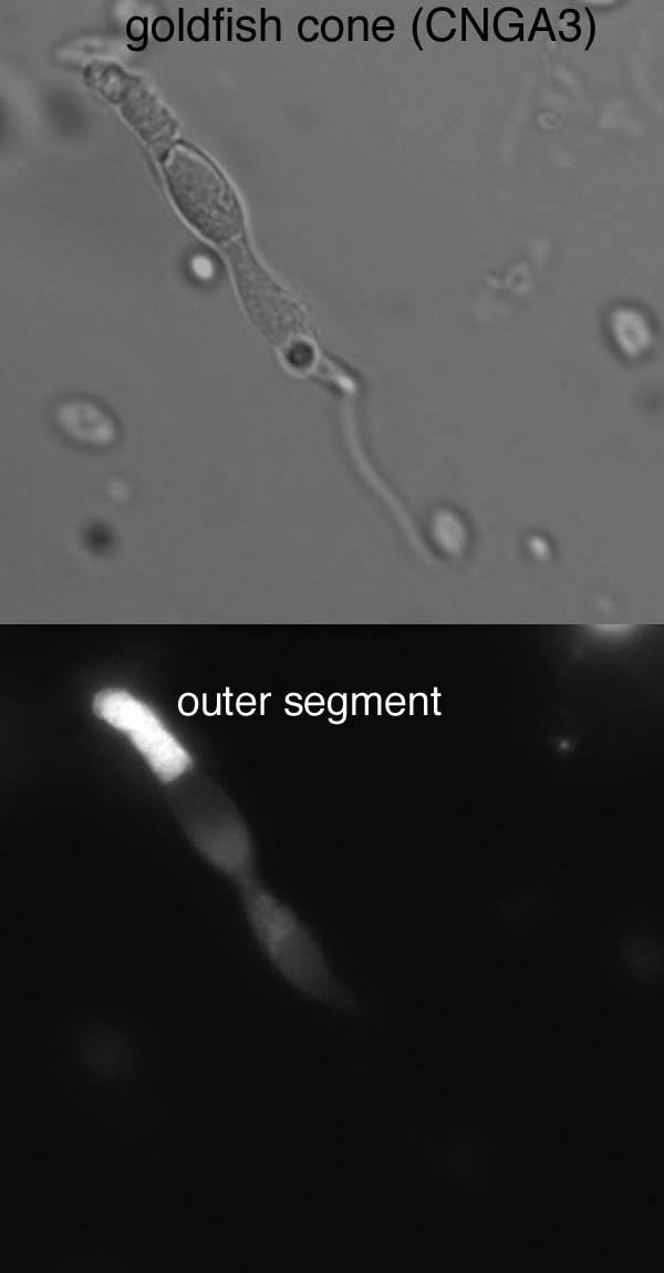 Rat retina immunohistochemistry. Data courtesy of Diane Henry-Vanisko and Gary Matthews.