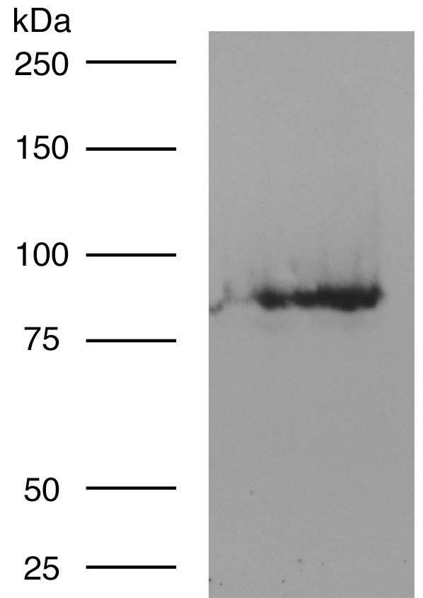Crude lysate of 7-day old zebrafish larvae immunoblot.