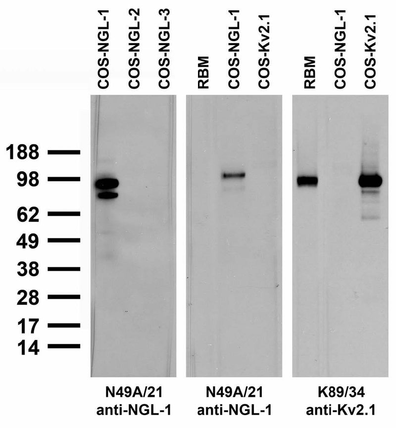 Adult rat brain membrane (RBM) and transfected cell immunoblot: extracts of RBM and COS cells transiently transfected with Myc-tagged NGL-1, NGL-2, NGL-3 or untagged Kv2.1 plasmid and probed with N49A/21 (left and middle) or K89/34 (right) TC supe.