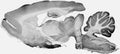 Adult rat whole brain immunohistochemistry.