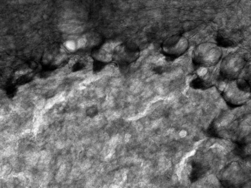 Adult rat cerebellum immunohistochemistry.