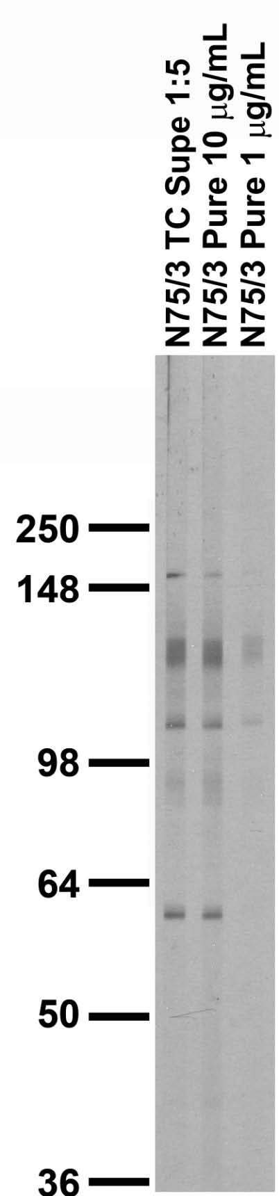 Adult rat brain membrane immunoblot.
