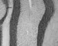 Adult rat cerebellum immunohistochemistry.