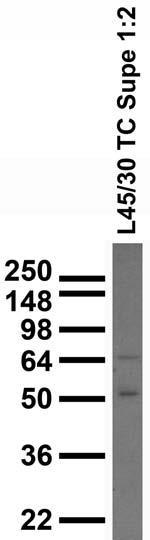Adult whole rat brain homogenate immunoblot.