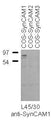 Transfected cell immunoblot: extracts of COS-7 cells transiently transfected with SynCAM1, SynCAM2 or SynCAM3 plasmids and probed with L45/30 TC supe. Image courtesy of Dr. Philip Washbourne, Institute of Neuroscience, University of Oregon.