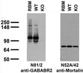 Immunoblot against adult rat brain membranes (RBM) and membranes from GABABR2 wild-type (WT) and knockout (KO) mice probed with N81/2 (left) or N52A/42 (right) TC supe. Mouse brains courtesy of Joshua Walker and Stephen Moss (Tufts).
