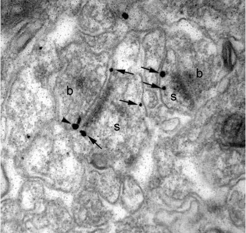 Electron micrograph of N81/37 labelling in stratum radiatum of mouse hippocampal CA1 using a pre-embedding immunogold method. Immunoparticles are seen at postsynaptic sites (arrows) along the extrasynaptic plasma membrane of dendritic spines (s) and shafts of pyramidal cells forming synaptic contacts with excitatory axon terminals (b), and at presynaptic sites (arrowheads) in excitatory axon terminals (b). Image courtesy of Rafael Lujan (Universidad de Castilla-La Mancha).