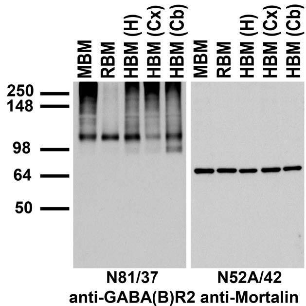 Immunoblot against membrane fractions from whole mouse (MBM) or rat (RBM) brain and from human hippocampus [HBM(H)], cerebral cortex [HBM(Cx)] or cerebellum [HBM(Cb)] and probed with N81/37 (left) or N52A/42 (right) TC supe.