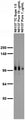 Adult rat brain membrane immunoblot.