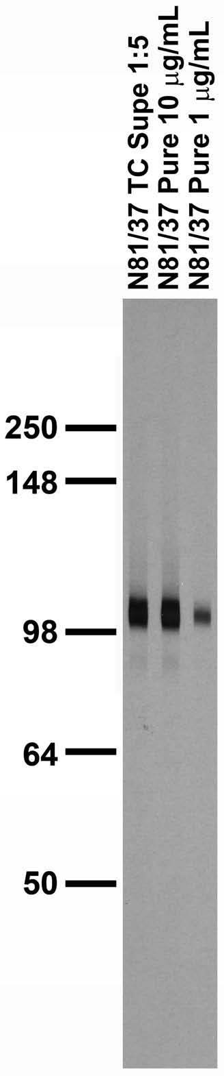 Adult rat brain membrane immunoblot.