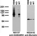 Immunoblot against brain membrane fractions from rat (RBM) and from GABABR2 knockout (KO) and wild-type (WT) mice probed with N81/37 (left) or N52A/42 (right) TC supe. Mouse brains courtesy of Joshua Walker and Stephen Moss (Tufts).