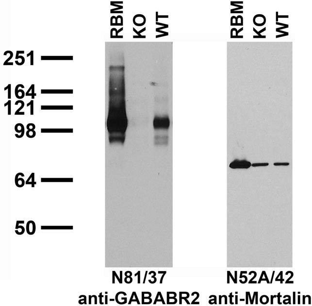 Immunoblot against brain membrane fractions from rat (RBM) and from GABABR2 knockout (KO) and wild-type (WT) mice probed with N81/37 (left) or N52A/42 (right) TC supe. Mouse brains courtesy of Joshua Walker and Stephen Moss (Tufts).