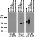 Transfected cell immunoblot: extracts of rat brain membranes (RBM) and COS cells transiently transfected with Flag-tagged GIT1 and GIT2 and untagged Kv2.1 plasmids and probed with N83/48 (left) and K89/41 (right) TC supe and with anti-Flag antibody (middle).