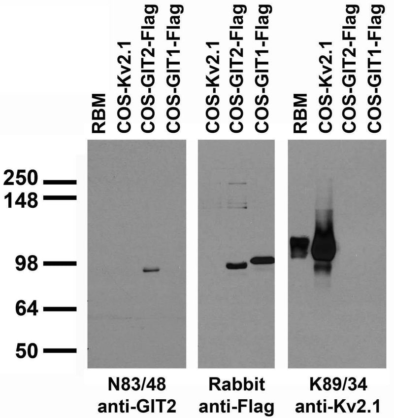 Transfected cell immunoblot: extracts of rat brain membranes (RBM) and COS cells transiently transfected with Flag-tagged GIT1 and GIT2 and untagged Kv2.1 plasmids and probed with N83/48 (left) and K89/41 (right) TC supe and with anti-Flag antibody (middle).