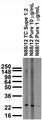 Adult rat brain membrane immunoblot.