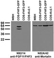 Transfected cell immunoblot: extracts of whole rat brain homogenate (WBH) and COS cells transfected with GFP-tagged FGF11/FHF3 and FGF13/FHF2 and untagged Kv2.1 plasmids and probed with N92/14 (left) and N52A/42 (right) TC supe.