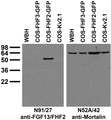 Transfected cell immunoblot: extracts of whole rat brain homogenate (WBH) and COS cells transfected with GFP-tagged FGF11/FHF3 and FGF13/FHF2 and untagged Kv2.1 plasmids and probed with N91/27 (left) and N52A/42 (right) TC supe.