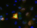 Transfected cell immunofluorescence: COS cells expressing GFP-tagged FGF12b/FHF1b. Red = N94/17, Green = GFP, Blue = Hoechst nuclear stain.