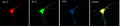 Immunofluorescence of cultured hippocampal neurons with N96/55 (red), GABA- A-R-Gamma2 rabbit polyclonal (green) and GAD (blue). Images courtesy of Angel de Blas (University of Connecticut).