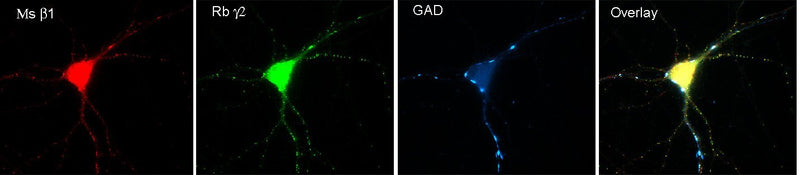 Immunofluorescence of cultured hippocampal neurons with N96/55 (red), GABA- A-R-Gamma2 rabbit polyclonal (green) and GAD (blue). Images courtesy of Angel de Blas (University of Connecticut).