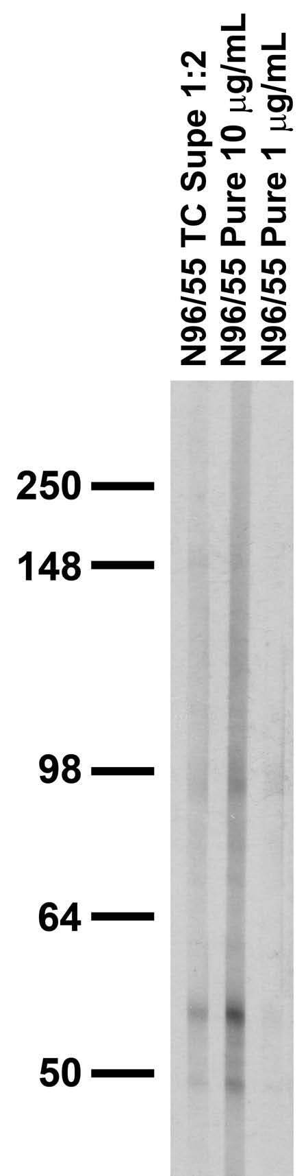 Adult rat brain membrane immunoblot.