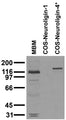 Adult mouse brain membrane (MBM) and transfected cell immunoblot: extracts of MBM and COS cells transiently transfected with Neuroligin-1 and Neuroligin-4* plasmids and probed with N98/47. Data courtesy of Marc Bolliger and Tom Sudhof, UTSW (now at Stanford).