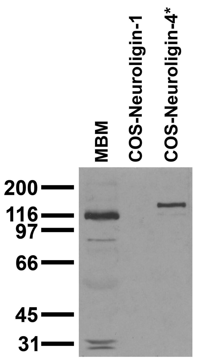 Adult mouse brain membrane (MBM) and transfected cell immunoblot: extracts of MBM and COS cells transiently transfected with Neuroligin-1 and Neuroligin-4* plasmids and probed with N98/47. Data courtesy of Marc Bolliger and Tom Sudhof, UTSW (now at Stanford).