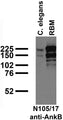 Immunoblot against crude C. elegans worm extracts and membranes from adult rat brain (RBM) probed with N105/17 TC supe.
