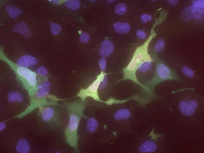Transfected cell immunofluorescence: COS cells expressing Myc-tagged human DNMT3L. Red = rabbit anti-Myc, Green = N117/9, Blue = Hoechst nuclear stain.