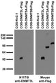 Transfected cell immunoblot: extracts of COS cells transiently transfected with untagged Kv2.1 and Flag-tagged DNMT3L, DNMT3A and DNMT3B plasmids and probed with N117/9 TC supe (left) and mouse anti-Flag (right).