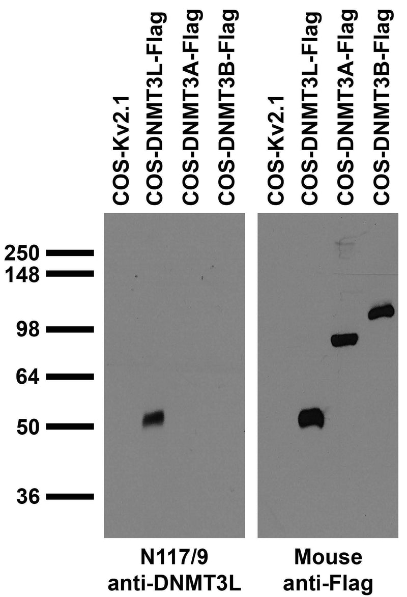 Transfected cell immunoblot: extracts of COS cells transiently transfected with untagged Kv2.1 and Flag-tagged DNMT3L, DNMT3A and DNMT3B plasmids and probed with N117/9 TC supe (left) and mouse anti-Flag (right).