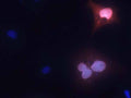 Transfected cell immunofluorescence: COS cells expressing GFP-tagged human MPP8. Red = N119/44, Green = GFP, Blue = Hoechst nuclear stain.