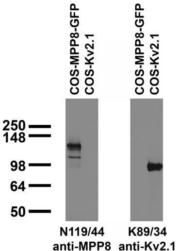 Transfected cell immunoblot: extracts of COS cells transfected with GFP-tagged MPP8 and untagged Kv2.1 plasmids and probed with N119/44 (left panel) and K89/34 (right panel) TC supe.