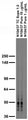 Adult rat brain membrane (RBM) immunoblot.